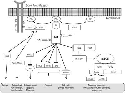 Targeting PI3K/Akt/mTOR Signaling in Cancer